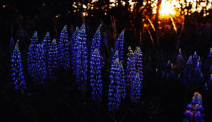 Bluebells